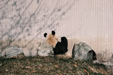 Panda 4K Wallpaper · animals · 3840×2560
