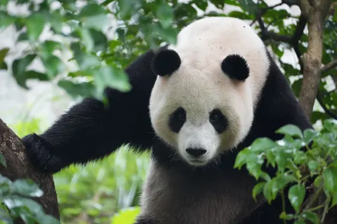 Panda 4K-achtergrond · animals · 3840×2560