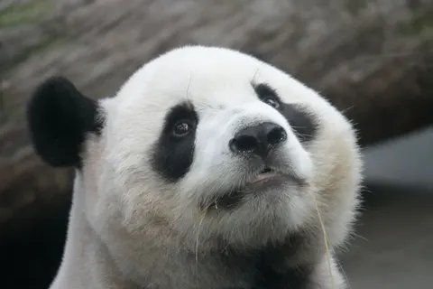 Panda 4K Wallpaper · animals · 3840×2560