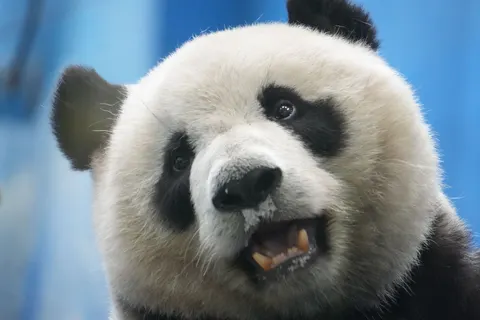 Panda 4K Wallpaper · animals · 3840×2560