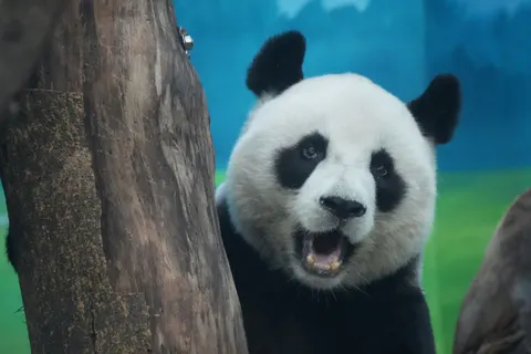 Fond d'écran Panda 4K · animals · 3840×2560