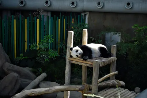 Panda 4K Wallpaper · animals · 3840×2560