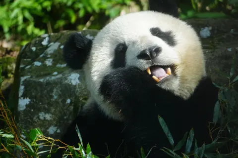 Panda 4K Wallpaper · animals · 3840×2560
