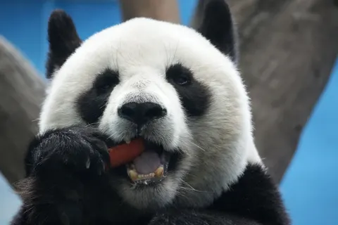 Panda 4K Wallpaper · animals · 3840×2560