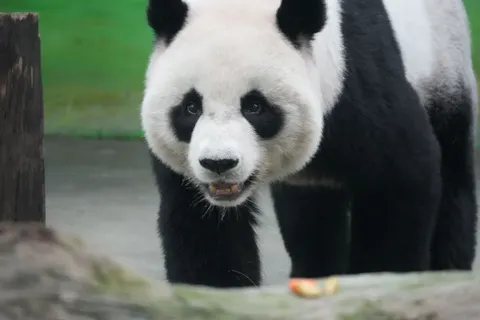 Panda 4K Wallpaper · animals · 3840×2560