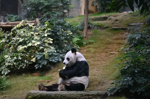 Panda 4K Wallpaper · animals · 3840×2555