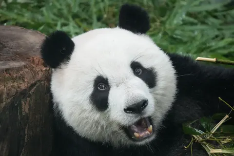 Fondo de pantalla Panda 4K · animals · 3840×2560