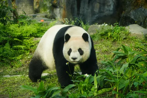 Panda 4K Hintergrundbild · animals · 3840×2560