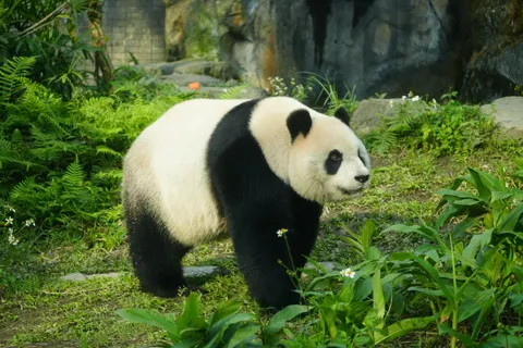 Panda 4K Wallpaper · animals · 3840×2560
