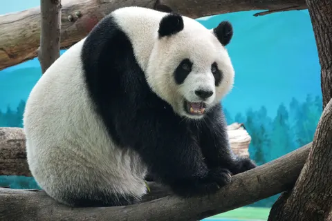 Panda 4K Wallpaper · animals · 3840×2560