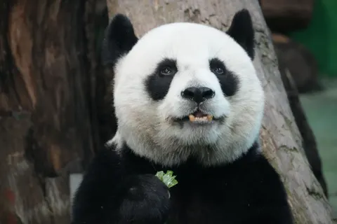 Panda 4K Wallpaper · animals · 3840×2560