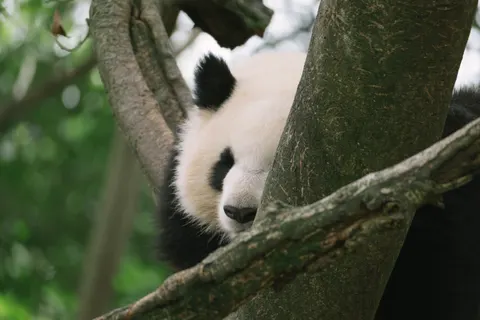Panda 4K Wallpaper · animals · 3840×2560