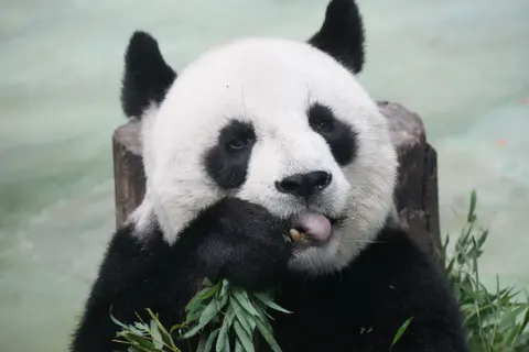 Panda 4K Wallpaper · animals · 3840×2560