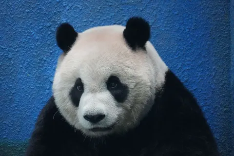 Panda 4K Wallpaper · animals · 3840×2560