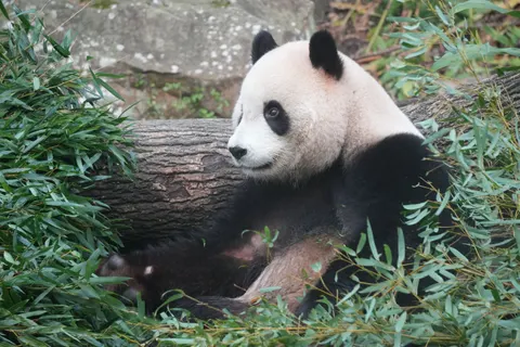 Panda 4K Wallpaper · animals · 3840×2560