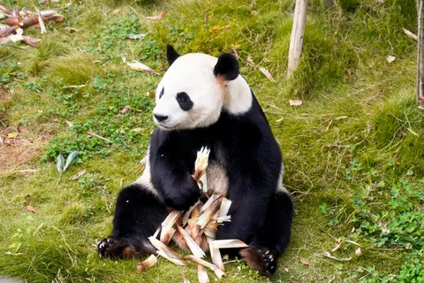 Panda 4K Wallpaper · animals · 3840×2560