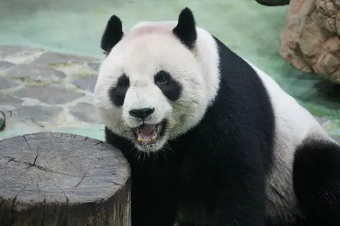 Panda 4K Wallpaper · animals · 3840×2560
