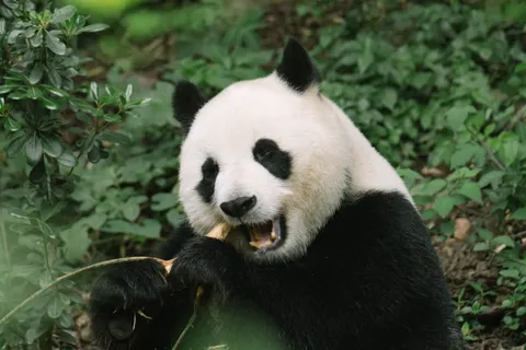 Panda 4K Wallpaper · animals · 3840×2560