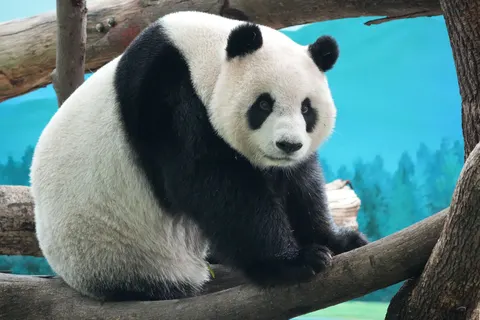Panda 4K Wallpaper · animals · 3840×2560