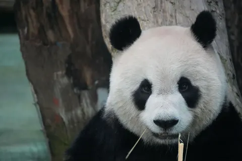 Panda 4K Wallpaper · animals · 3840×2560