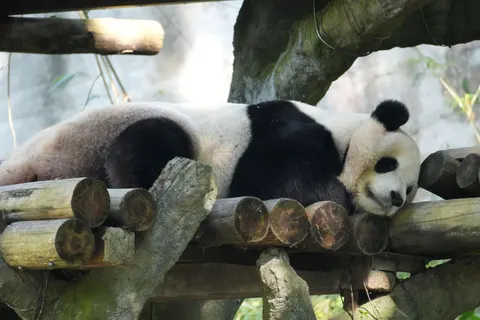 Sfondo Panda 4K · animals · 3840×2560