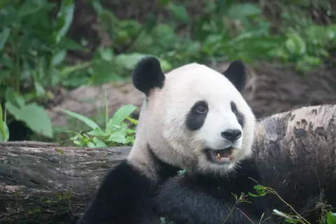 Panda 4K Wallpaper · animals · 3840×2560
