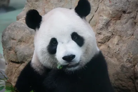 Panda 4K Wallpaper · animals · 3840×2560