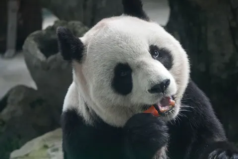 Panda 4K Hintergrundbild · animals · 3840×2560