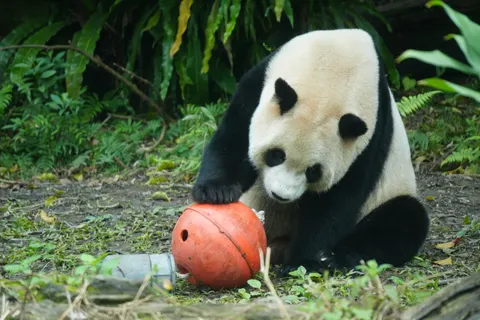 Panda 4K Wallpaper · animals · 3840×2560
