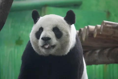 Panda 4K Wallpaper · animals · 3840×2560
