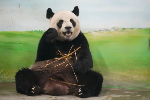 Panda 4K Wallpaper · animals · 3840×2560