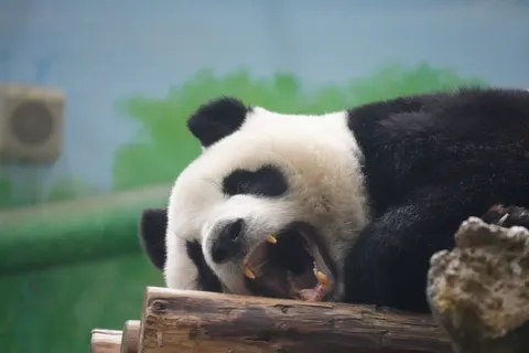 Panda 4K Wallpaper · animals · 3840×2560