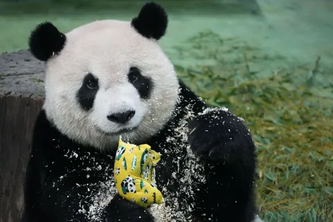Wallpaper Panda 4K · animals · 3840×2560