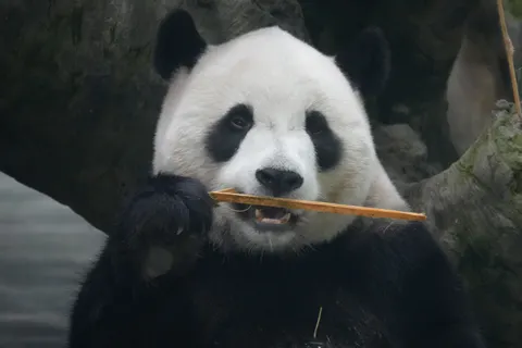 Panda 4K Wallpaper · animals · 3840×2560