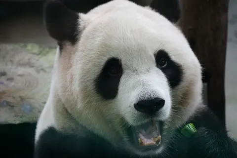 Panda 4K Wallpaper · animals · 3840×2560