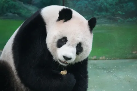 Panda 4K Wallpaper · animals · 3840×2560