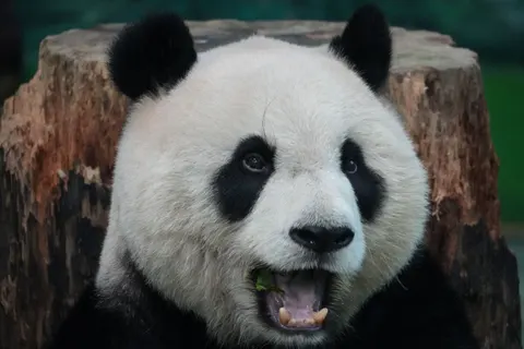 Panda 4K Hintergrundbild · animals · 3840×2560