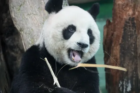 Panda 4K Wallpaper · animals · 3840×2560