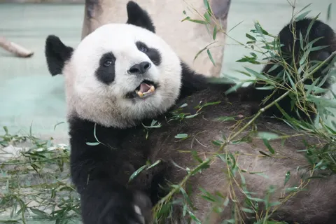 Panda 4K Wallpaper · animals · 3840×2560