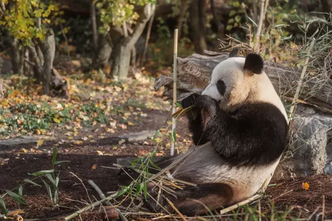 Panda 4K Wallpaper · animals · 3840×2561