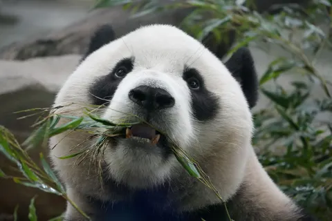 Panda 4K Wallpaper · animals · 3840×2560