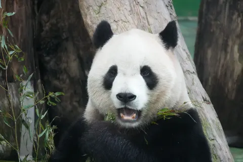 Panda 4K Wallpaper · animals · 3840×2560