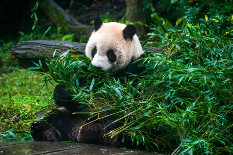 Panda 4K Wallpaper · animals · 3840×2563