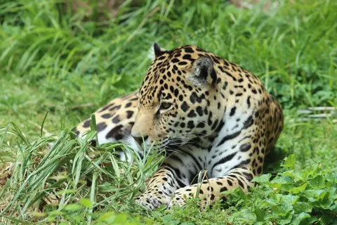 Leopard 4K Wallpaper · animals · 3840×2560