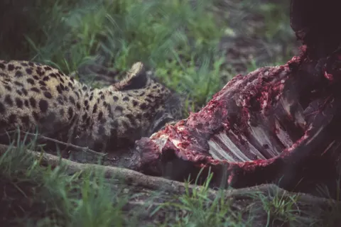 Leopard 4K Wallpaper · animals · 3840×2560