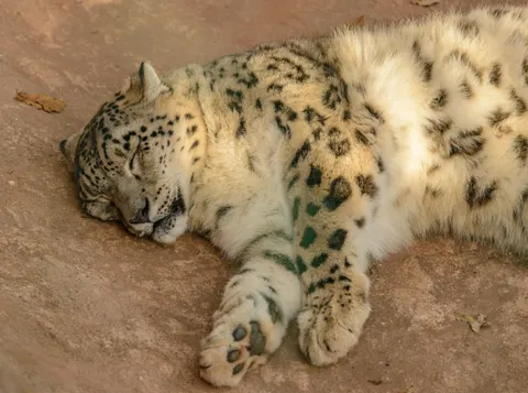 Leopard 4K Wallpaper · animals · 3840×2857