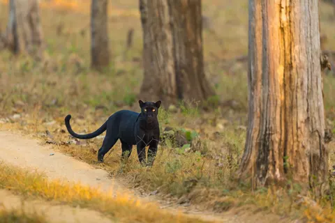 Leopard 4K Wallpaper · animals · 3840×2560