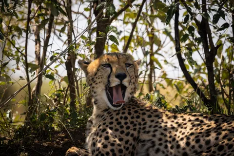Leopard 4K Wallpaper · animals · 3840×2560