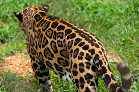 Leopard 4K Wallpaper · animals · 3840×2563