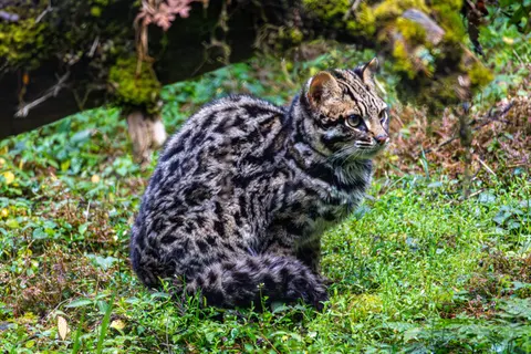 Leopard 4K Wallpaper · animals · 3840×2560
